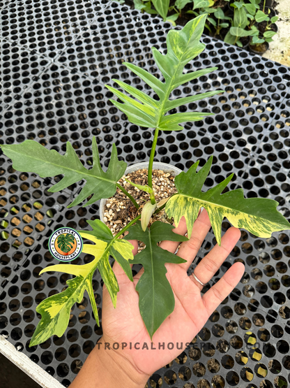 Close-up of a hand holding a variegated leaf of Philodendron Florida Beauty X Tortum showing dramatic green and yellow contrasts.