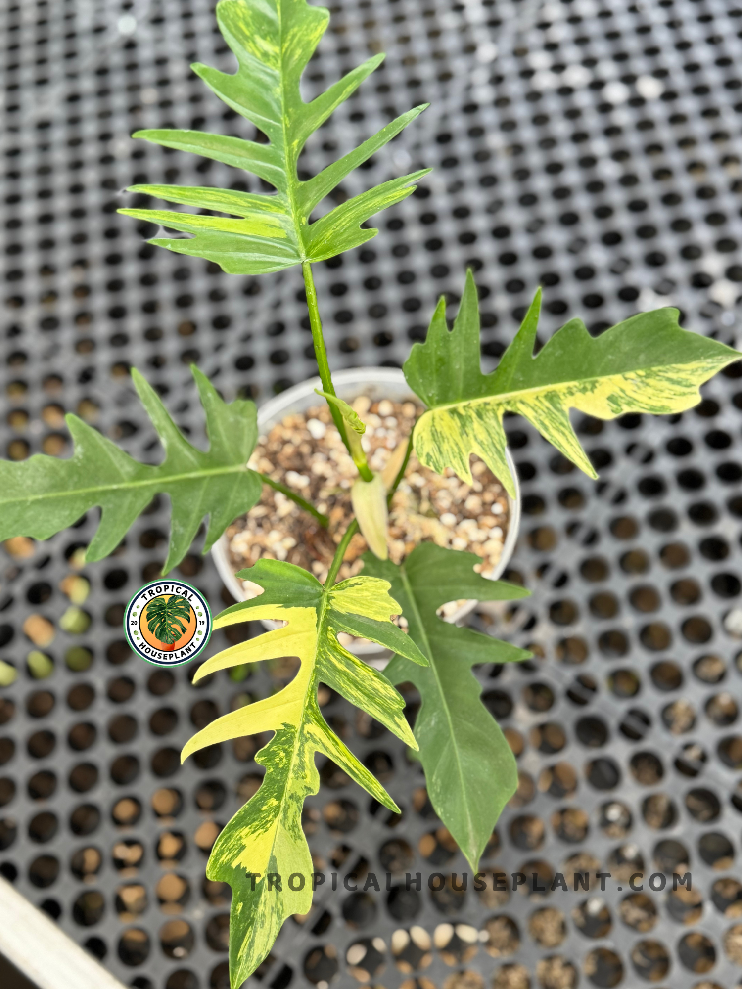 A Philodendron Florida Beauty X Tortum hybrid in a pot showing lobed green leaves with yellow variegation against a perforated black surface.