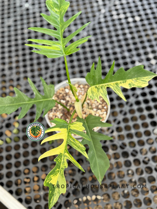 A Philodendron Florida Beauty X Tortum hybrid in a pot showing lobed green leaves with yellow variegation against a perforated black surface.
