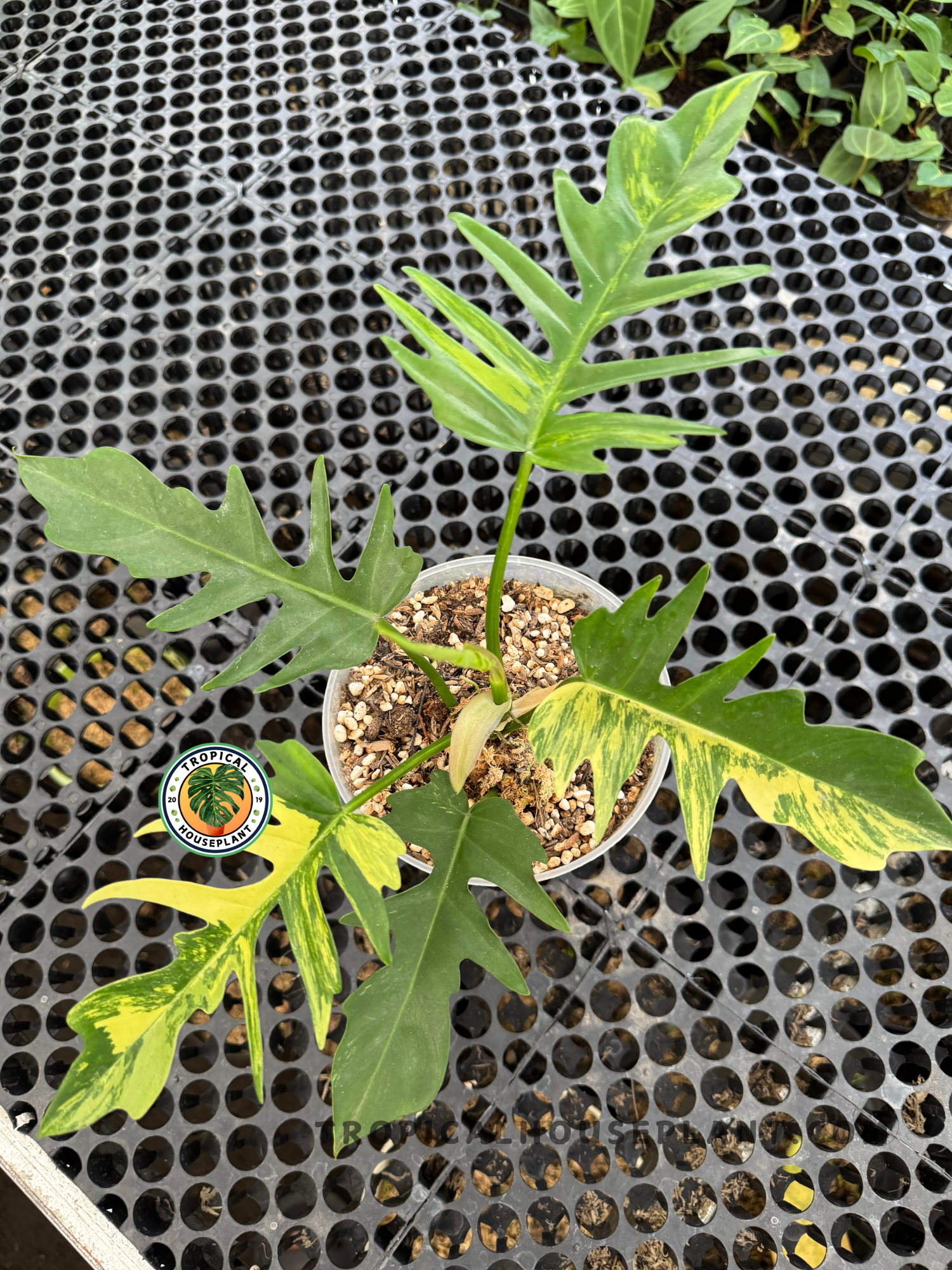 Top view of Philodendron Florida Beauty X Tortum highlighting its variegated yellow and green foliage with intricate leaf divisions.