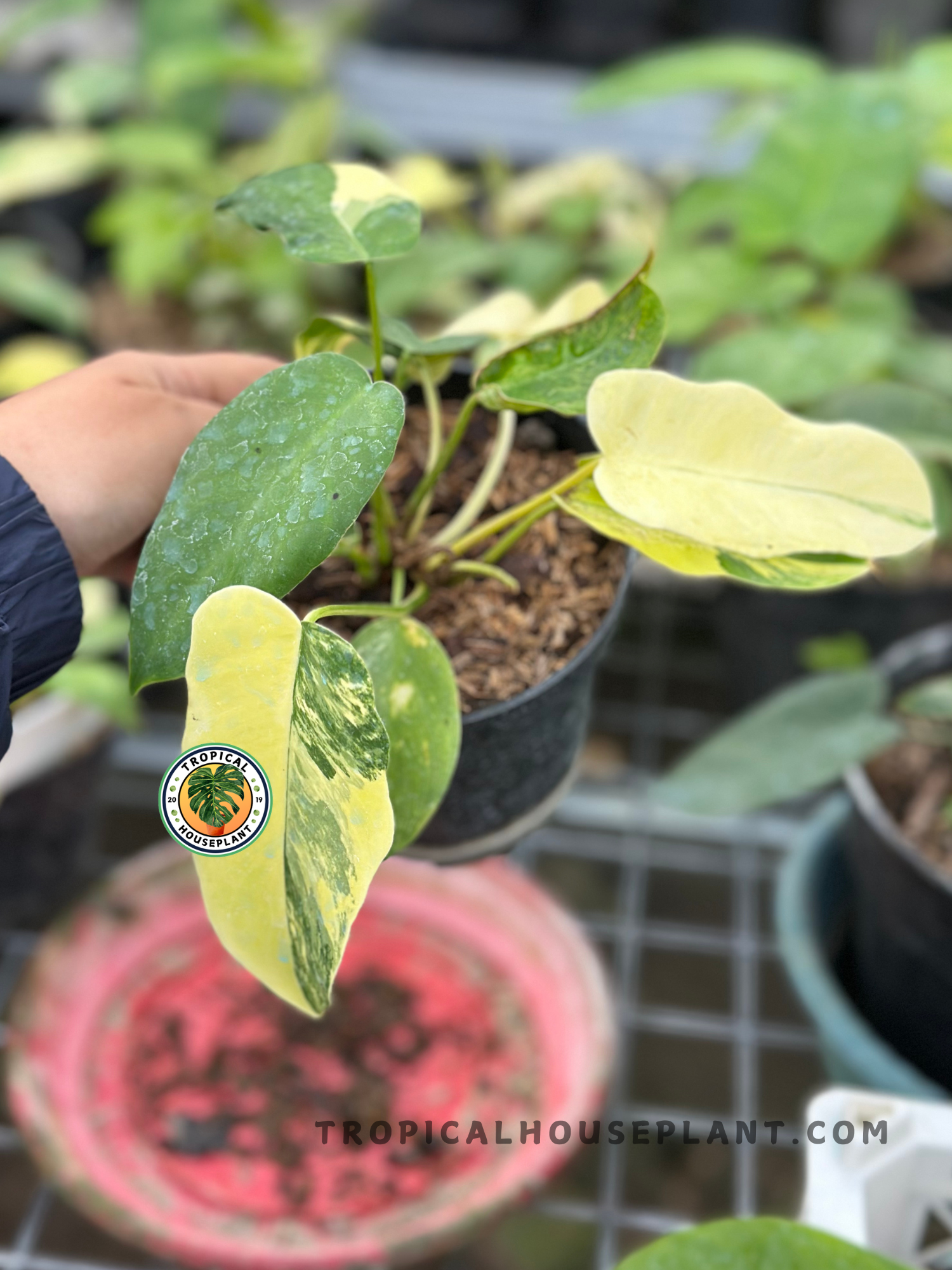 Philodendron Florida Beauty x Mayoi Small Size with uniquely lobed green leaves featuring bold cream variegation, growing in a nursery pot in a tropical plant nursery.