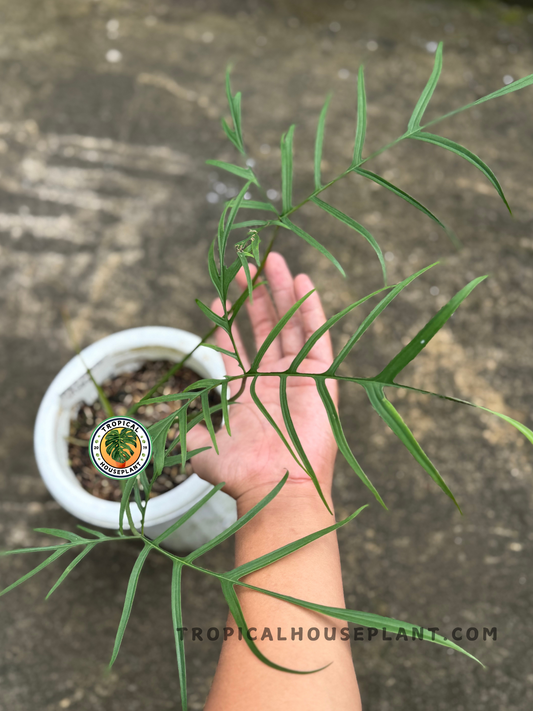 A large Philodendron Polypodioides with long, fern-like leaves displayed over a hand above a white pot.