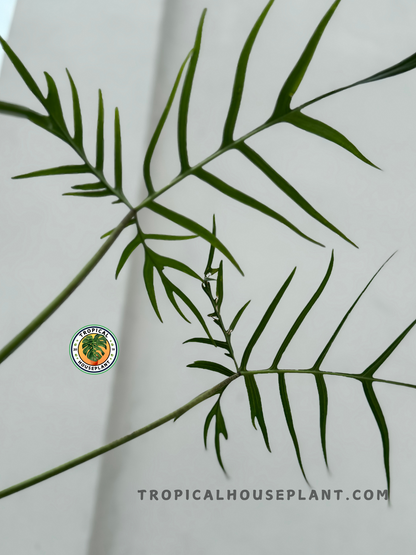 Close-up of Philodendron Polypodioides Large foliage against a plain wall, highlighting its narrow, deeply lobed leaves.