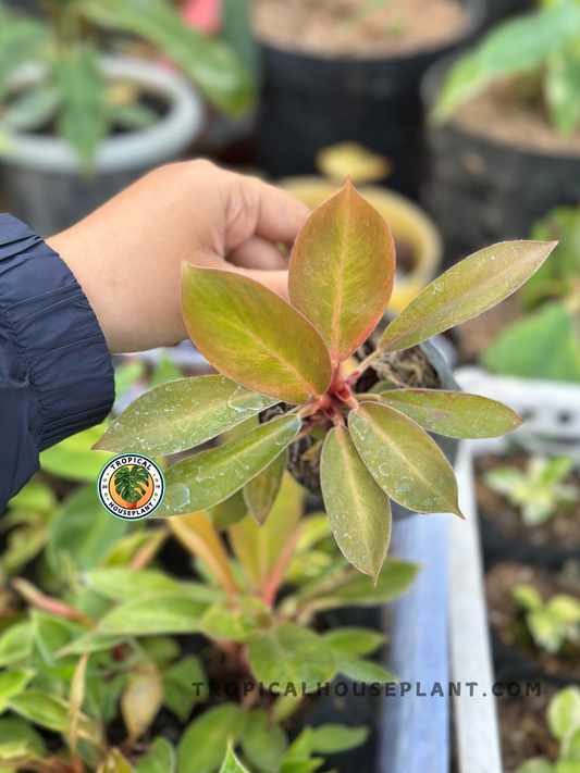 Philodendron Red Cherry x Florida Beauty with glossy elongated leaves displaying bronze-red new growth and deep green mature foliage in a tropical nursery.