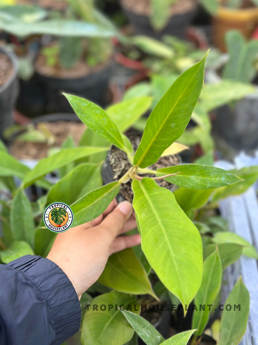Philodendron Red Cherry x Tortum with elongated bright green leaves and bronze-red emerging growth, growing in a tropical nursery pot.
