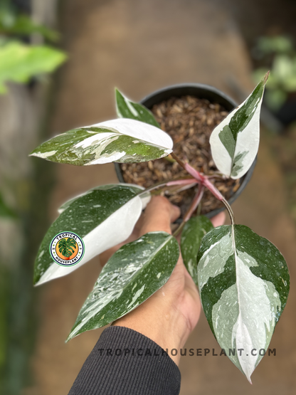 Philodendron Anderson with dark green leaves and pronounced veins.