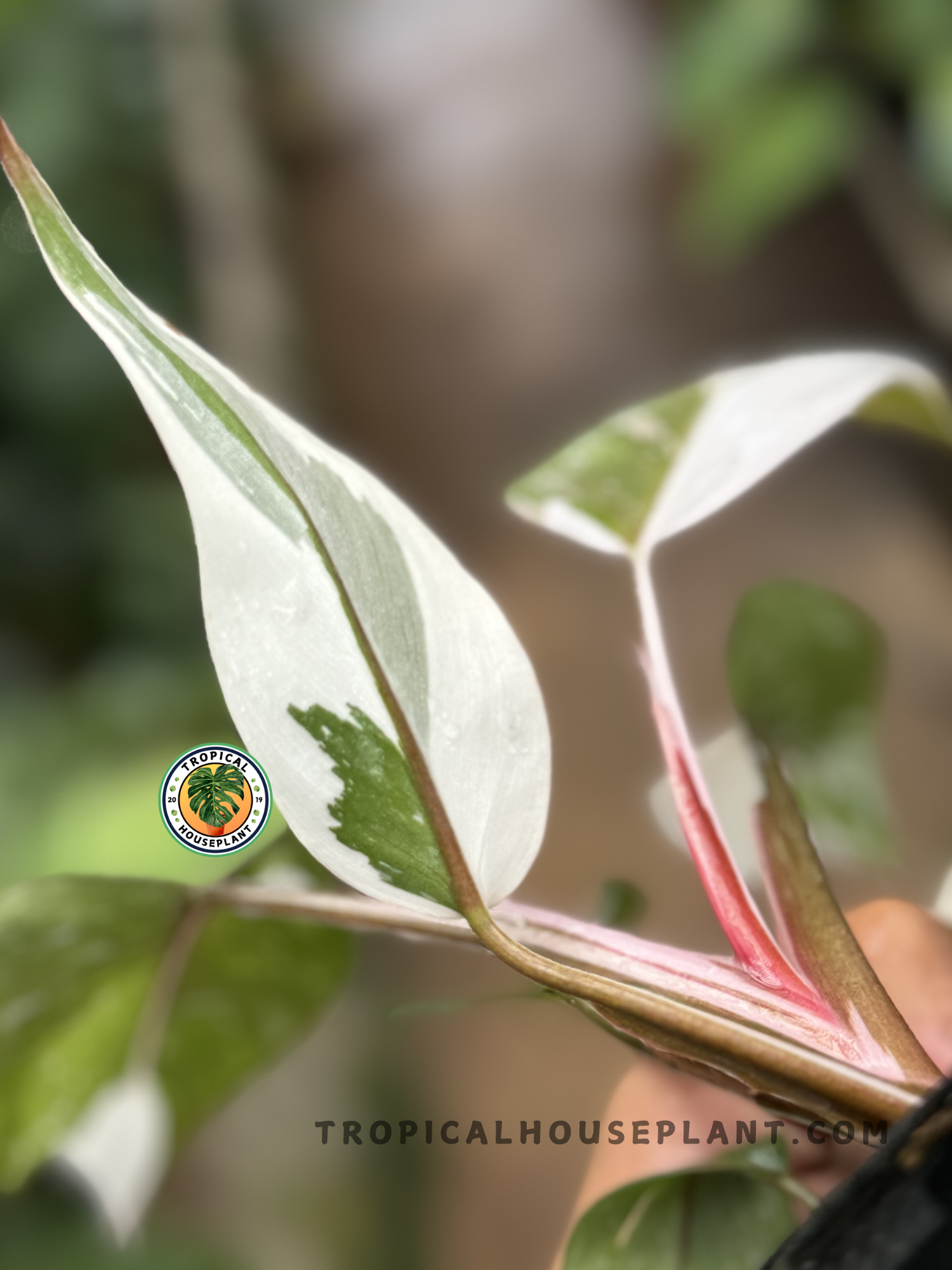 anderson philodendron Philodendron Anderson – Tropical Houseplant