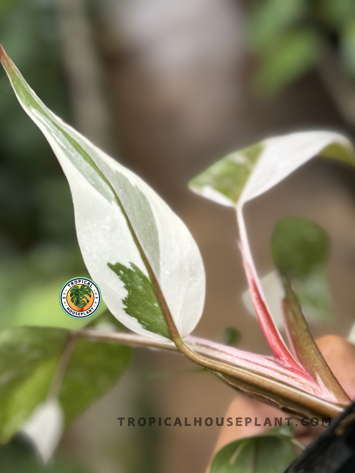 Potted Philodendron Anderson with lush, vibrant foliage in a bright outdoor setting.