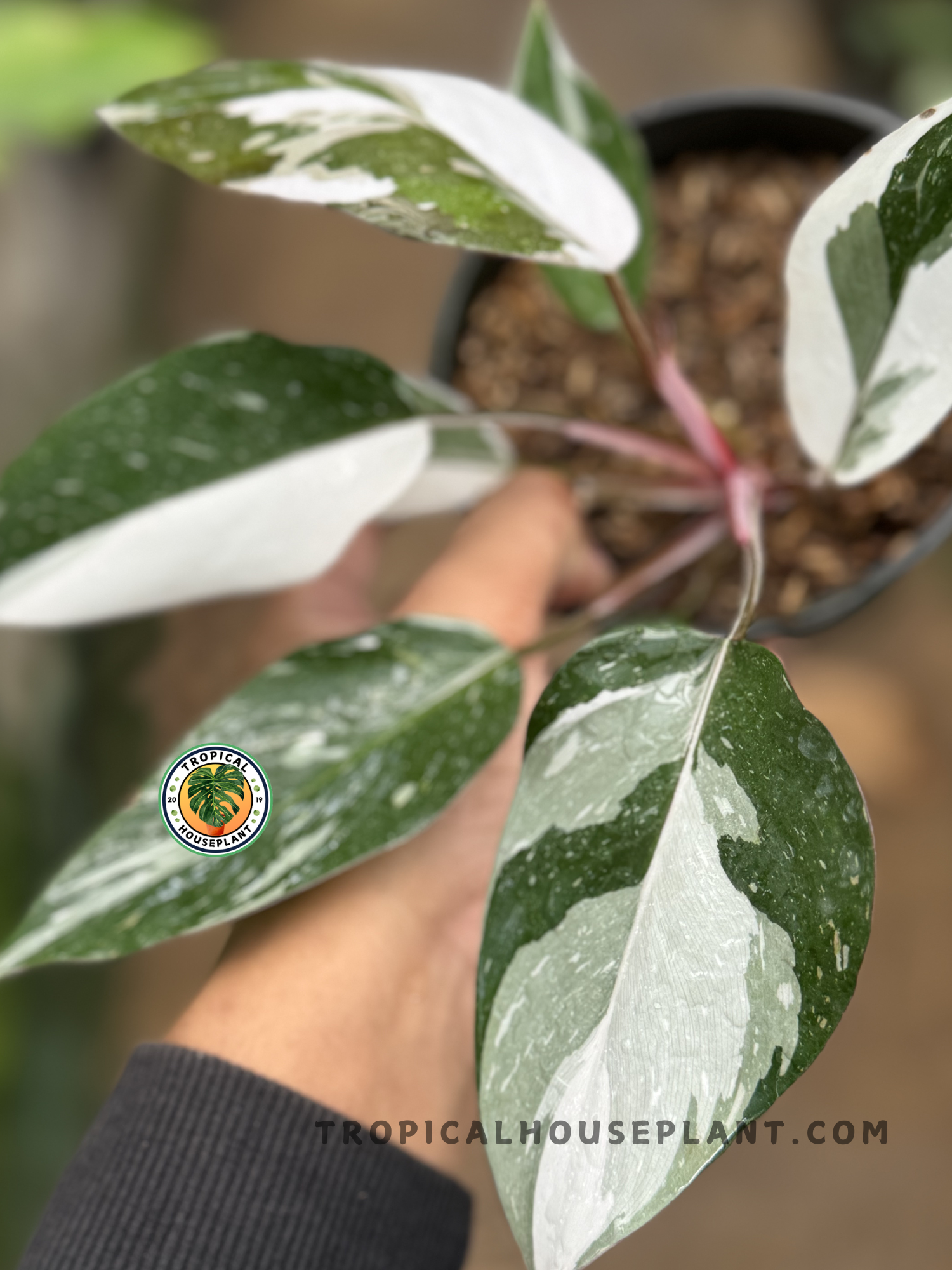 philodendron anderson Philodendron Anderson – Tropical Houseplant