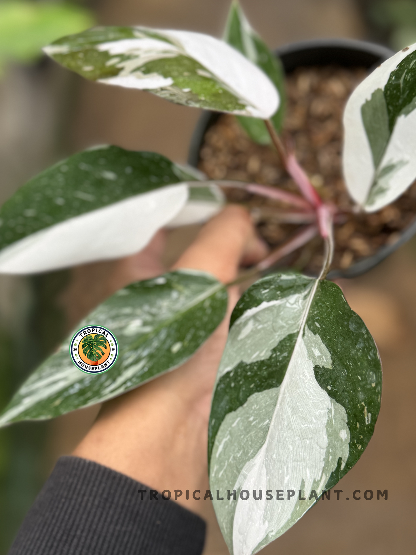 Close-up of Philodendron Anderson showcasing its smooth, dark green foliage and elegant veins.