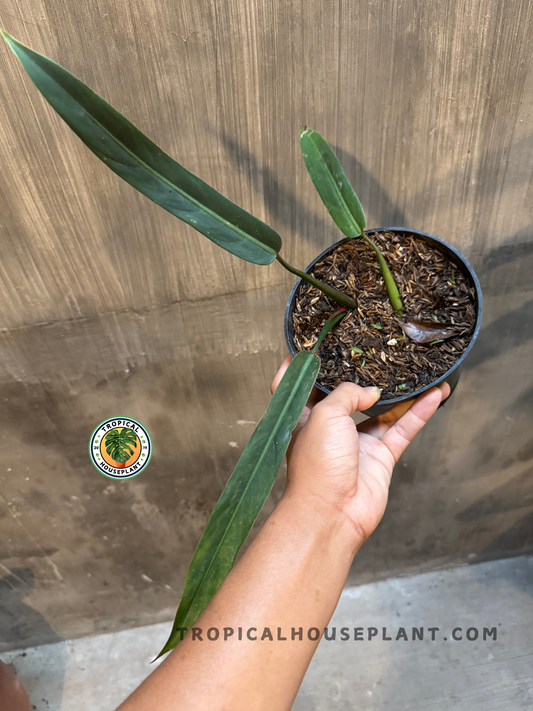 A Philodendron Bicolor in a black pot showing its elongated, lance-shaped dark green leaves against a textured wall background.