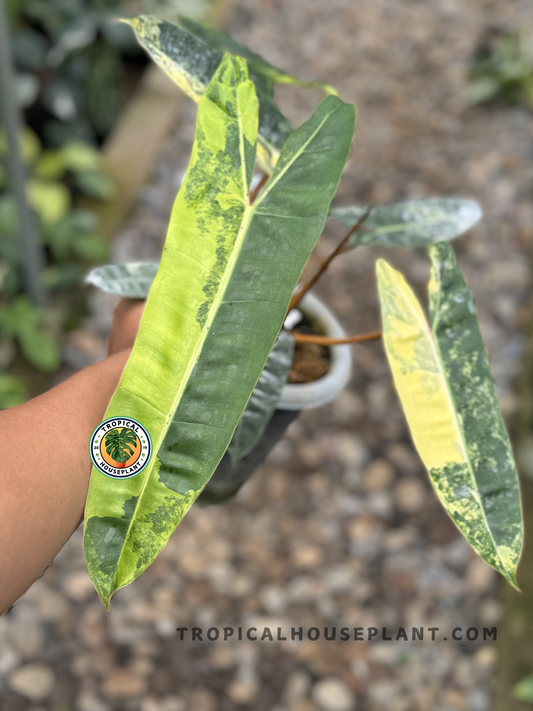 Philodendron Billietiae Variegated with elongated green leaves and bold yellow variegation.