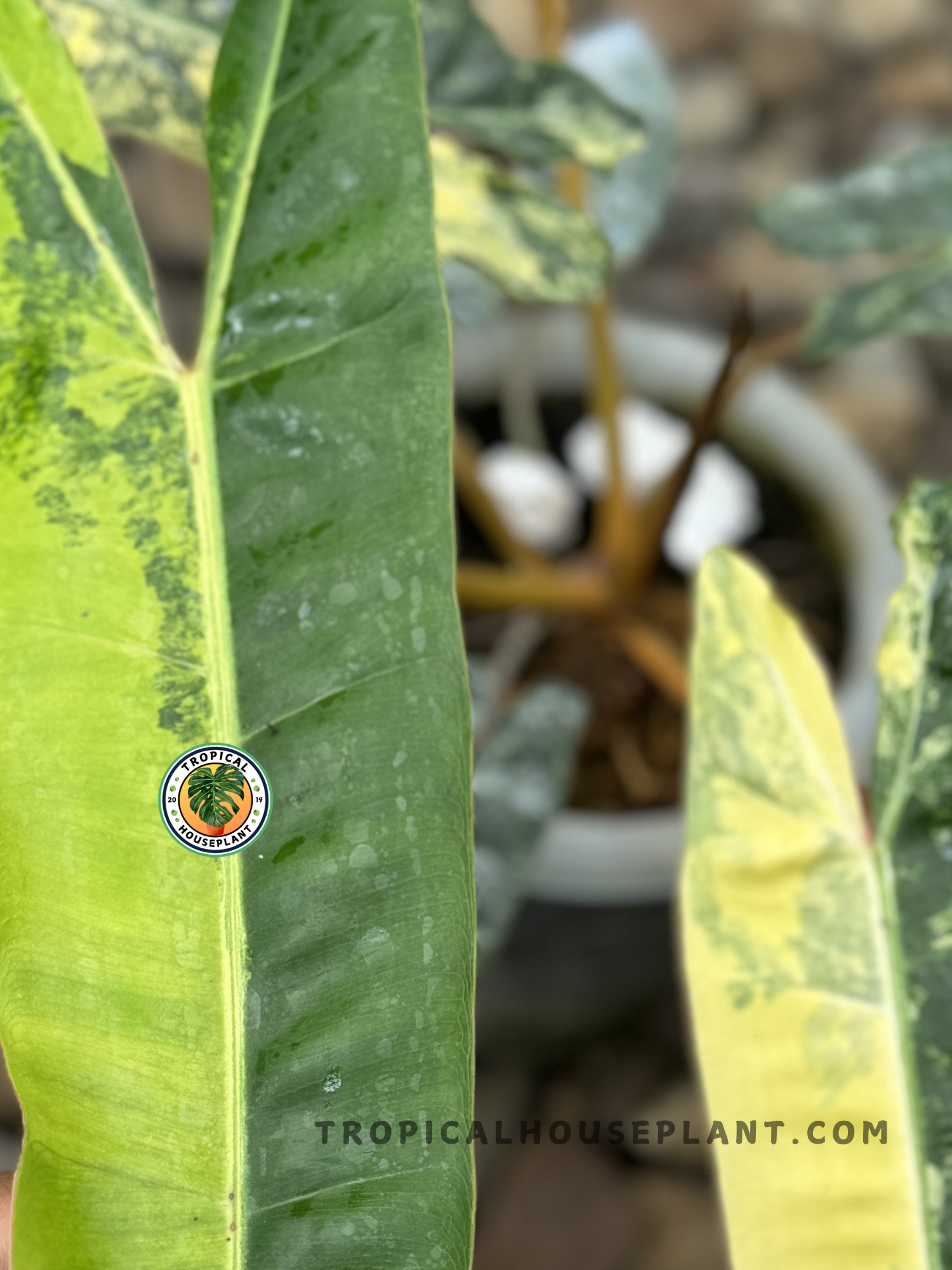 philodendron billietiae variegated price Philodendron 'Billietiae' Variegated (wk10-J)