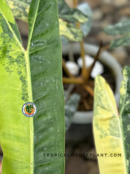 Close-up of Philodendron Billietiae Variegated showcasing its orange petioles and vibrant foliage.