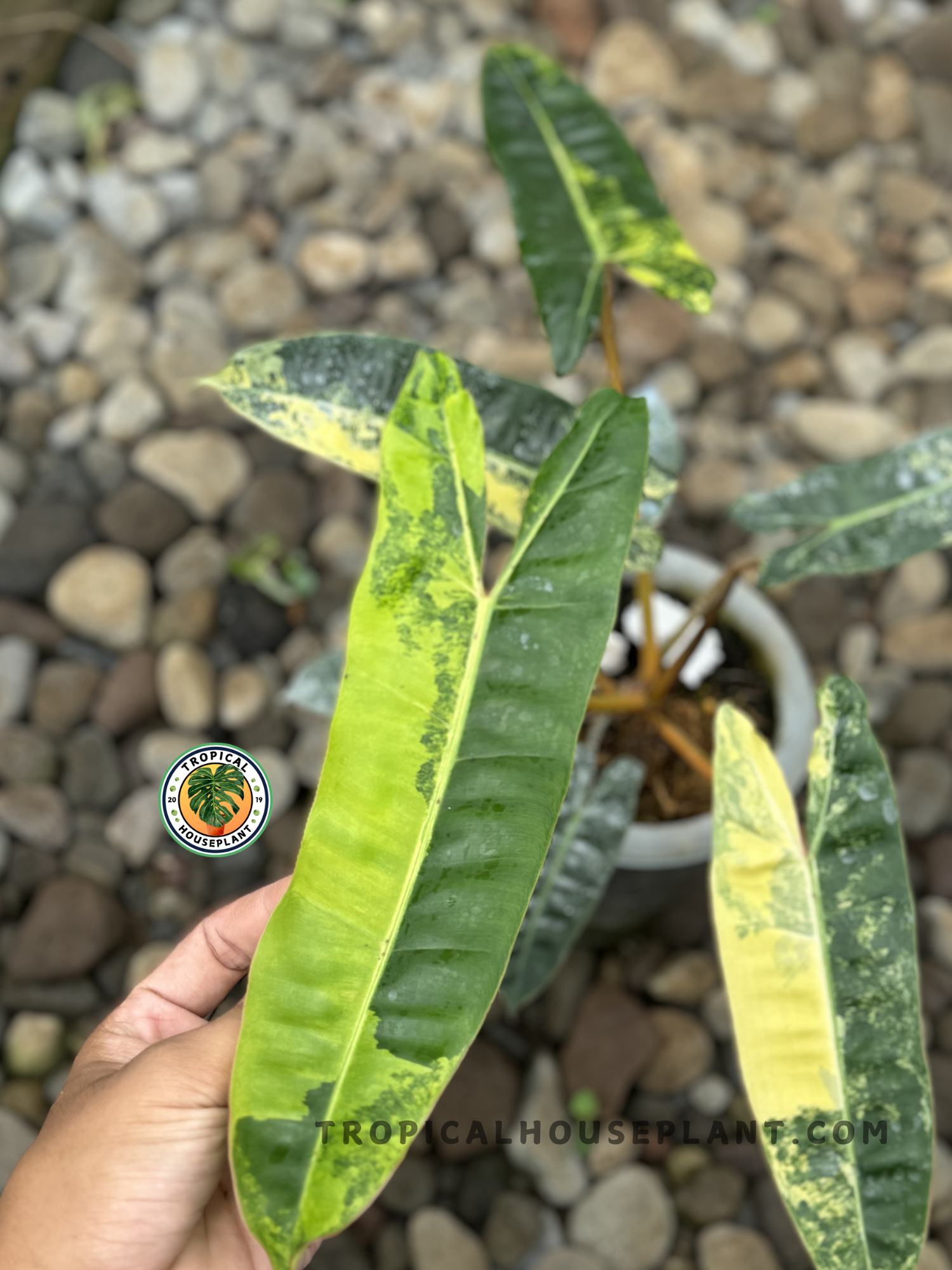 philodendron billietiae price philippines Philodendron 'Billietiae' Variegated (wk10-J)