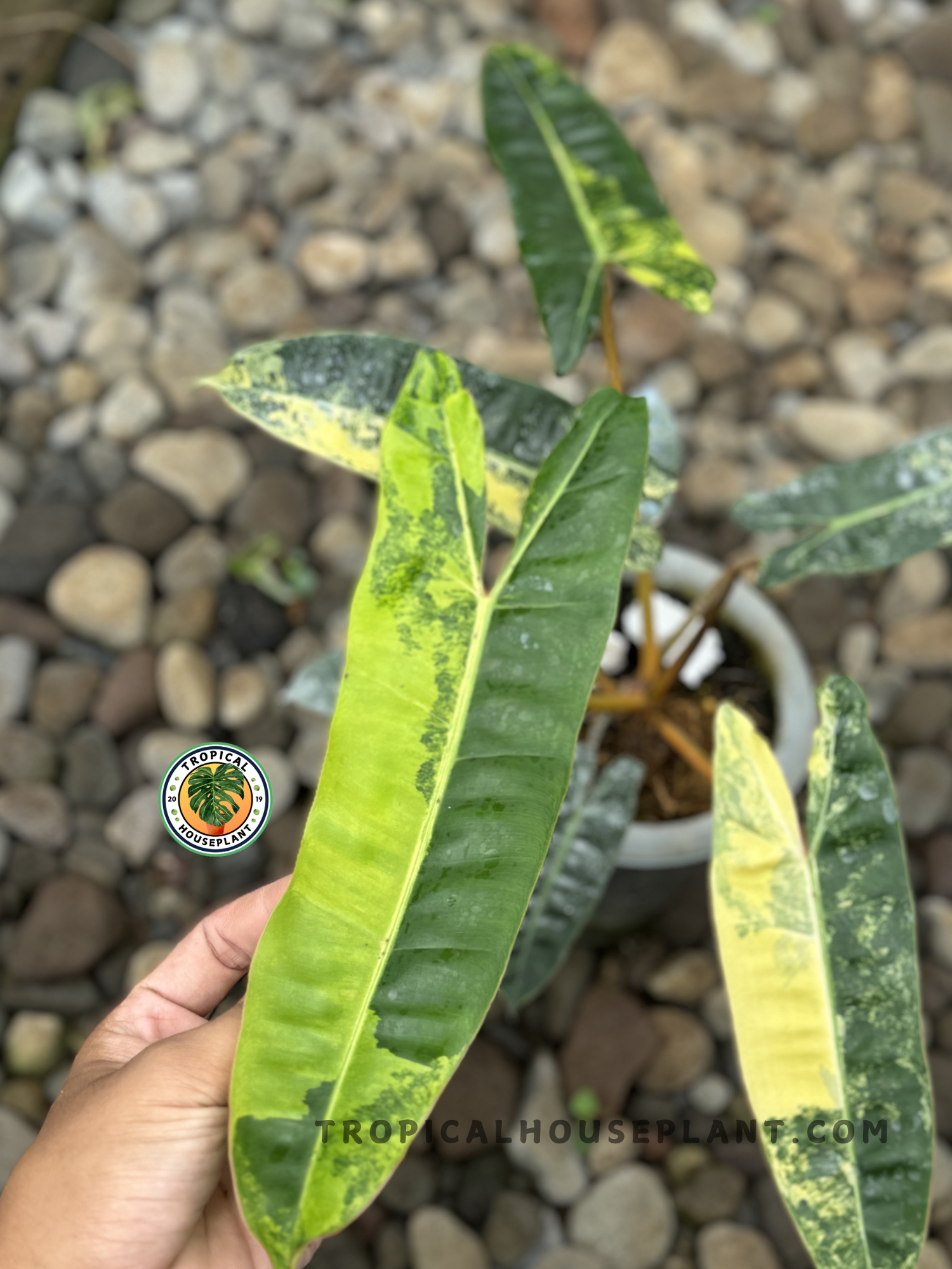 Potted Philodendron Billietiae Variegated with stunning yellow and green patterned leaves.