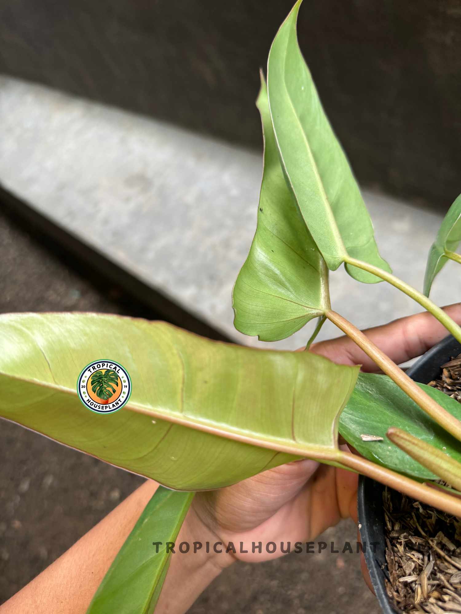 Side angle highlighting the soft pinkish-green petioles and the smooth leaf surface of Philodendron Billitiae x Bippenifolium in natural light.