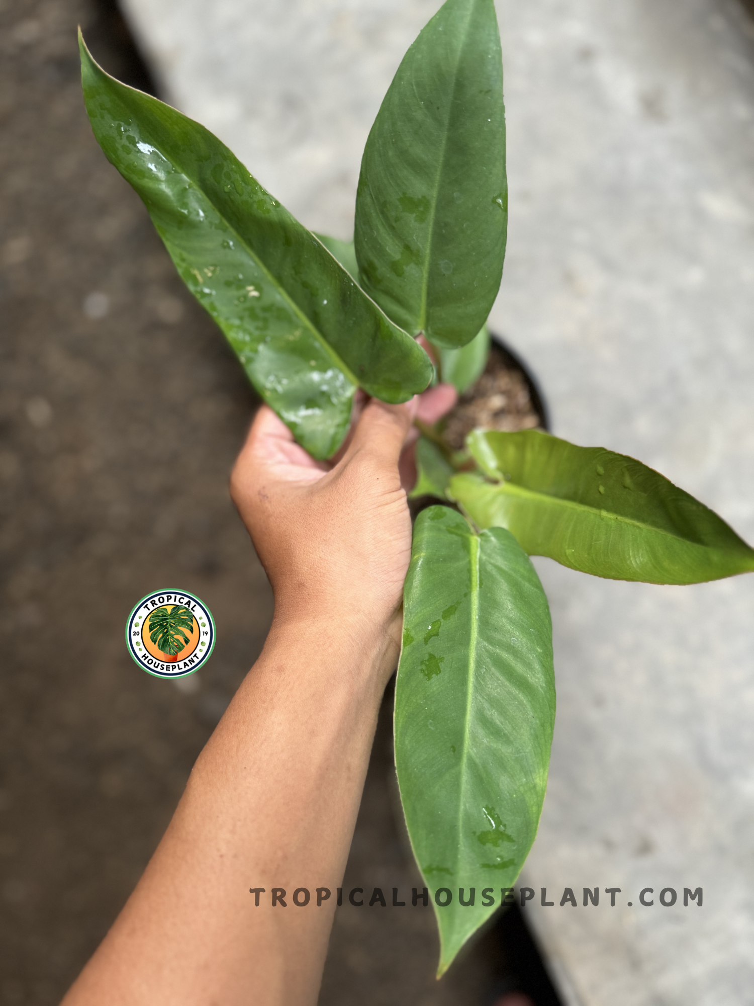 Top view of the hybrid Philodendron displaying bold leaf form with matte green tones and upright, overlapping leaf posture.