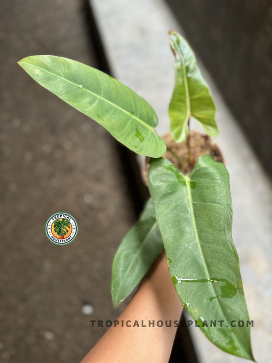 Top view of Philodendron Billitiae x Bippinatifidum in a pot, featuring three mature green leaves with a bold central vein and glossy texture.