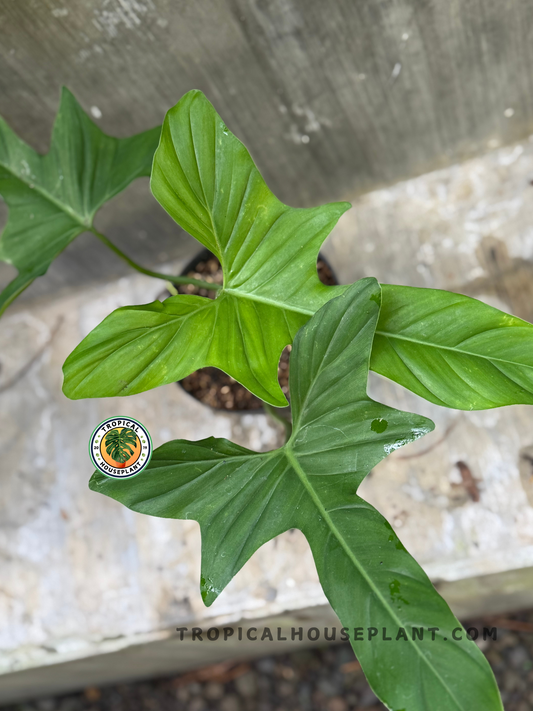 Close-up top view of Philodendron bipennifolium glaucous showing multiple tri-lobed leaves with a smooth, matte surface and deep green tone