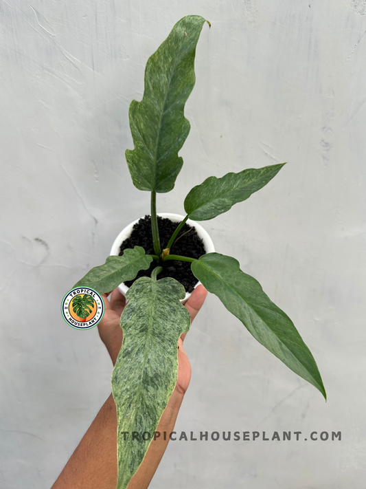 Philodendron Bipinnatifidum Mint held by hand, showcasing its elongated mint-green lobed leaves.