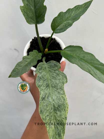 Detailed close-up of Philodendron Bipinnatifidum Mint’s marbled mint-green leaves.