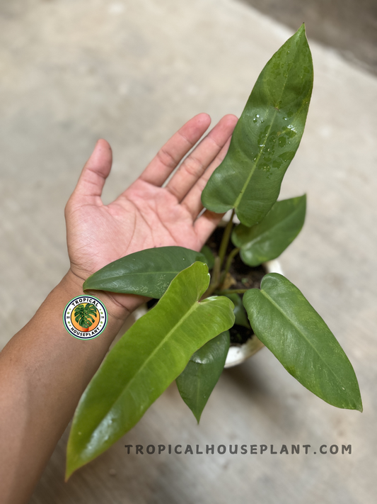 Top view of potted Philodendron Bippenifolium x Florida Beauty with multiple green, glossy leaves fanned out from central stem.