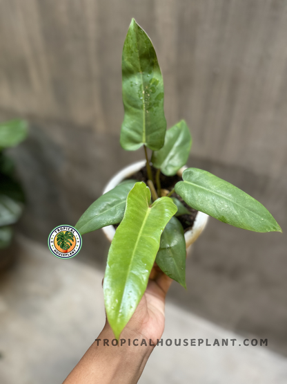 Angled shot of the Philodendron hybrid in white pot, highlighting its vertical growth and upright leaf orientation.