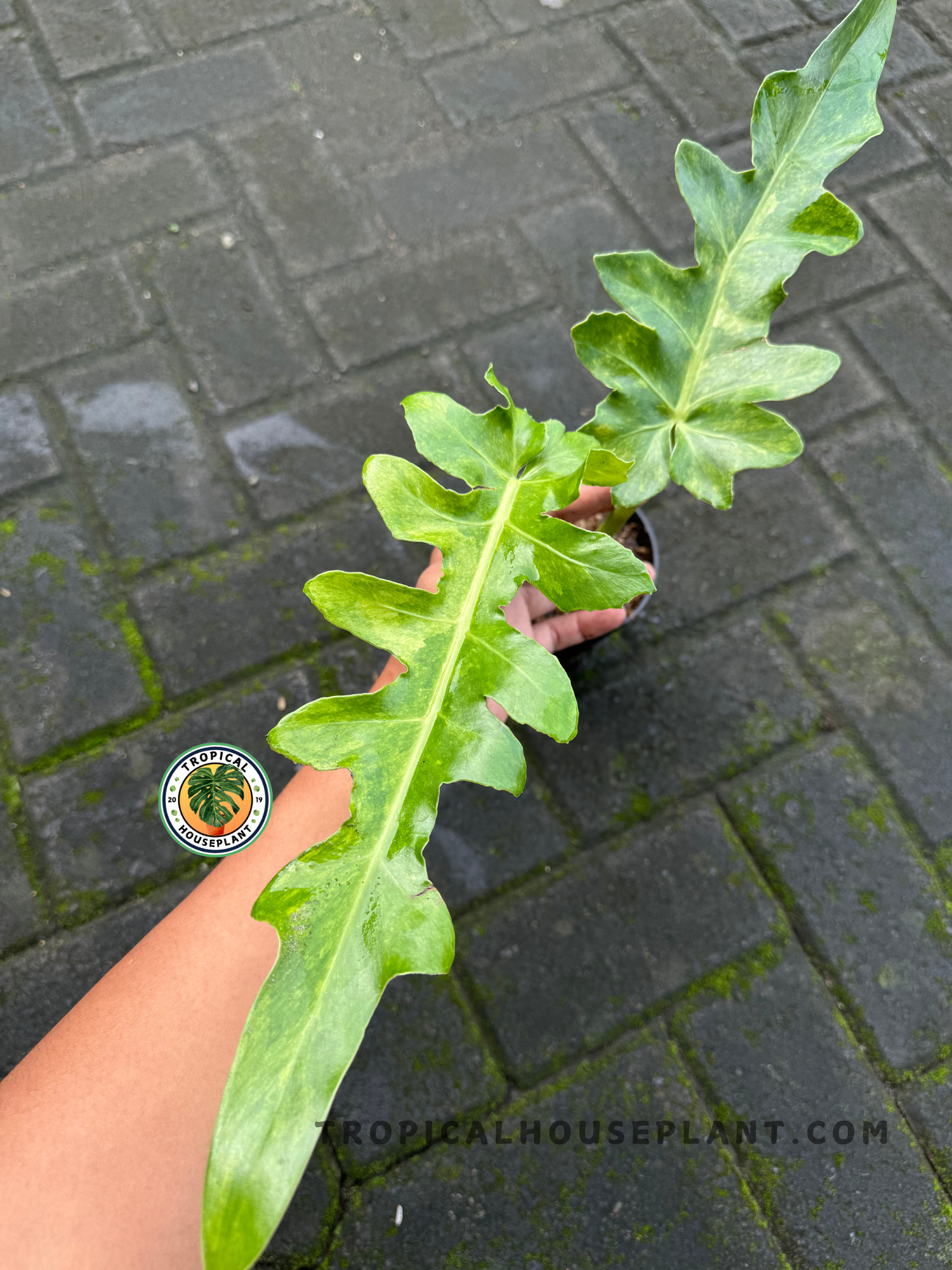 Full plant shot of Philodendron Bob Cee Variegated with two elongated, lobed leaves extending from a small pot.