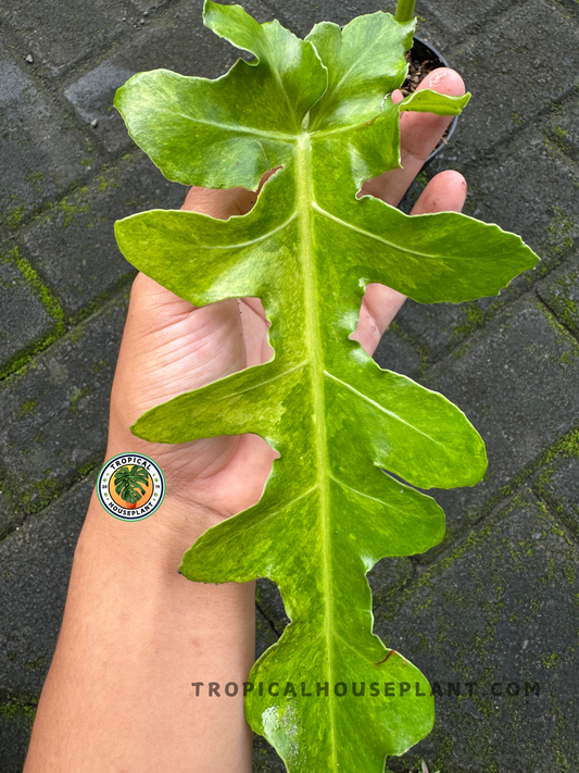 Close-up of a Philodendron Bob Cee Variegated leaf showcasing its jagged, deeply lobed shape and bright green marbled variegation.