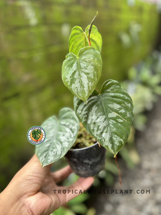 Philodendron Brandtianum Wild Form with elongated silver-green leaves and prominent dark green veins.