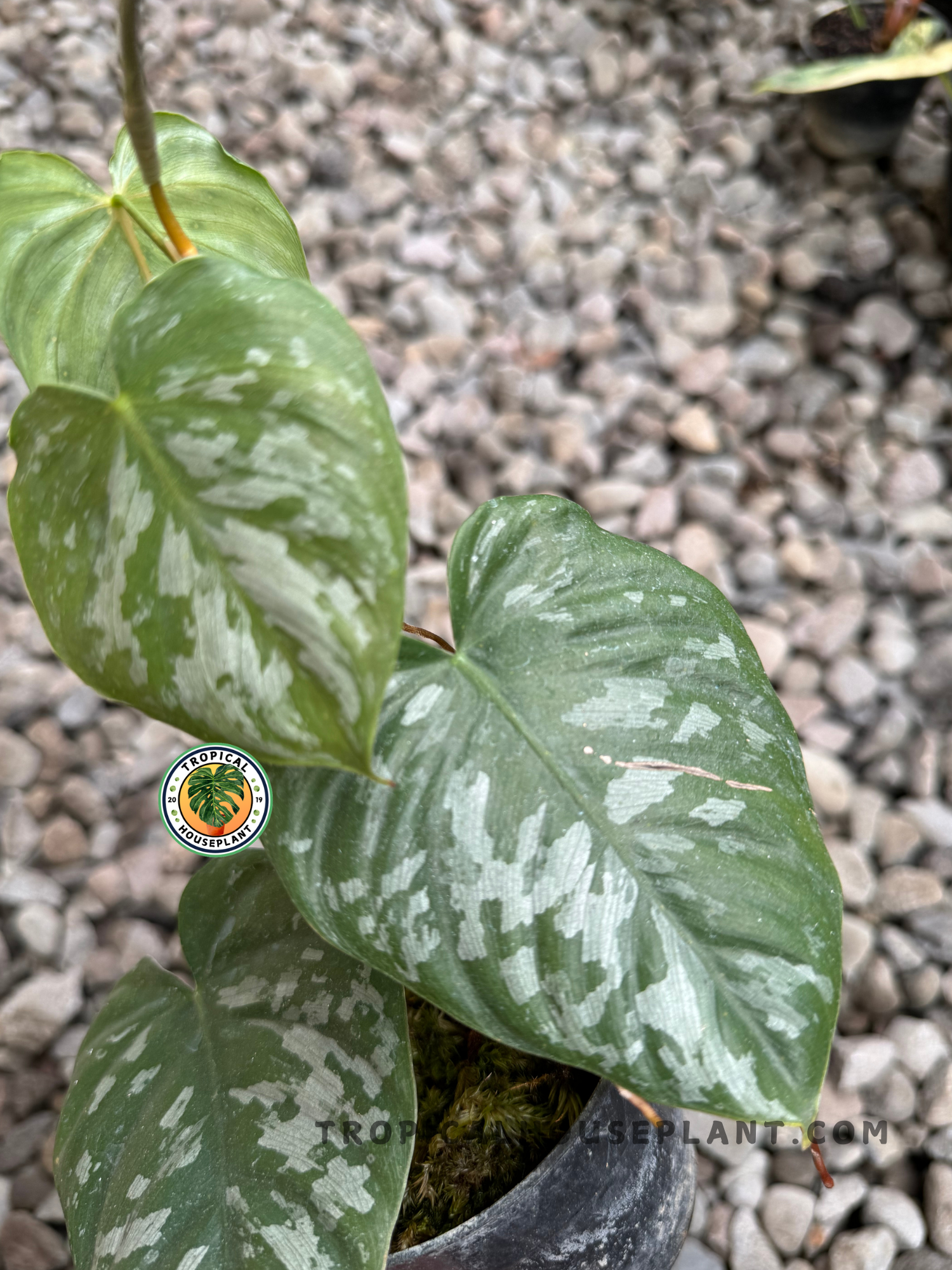 Philodendron Brandtianum Wild Form with smooth, silver-green leaves and contrasting dark veins, perfect for adding a touch of sophistication to your plant collection.