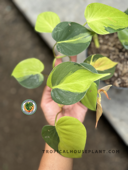 Hand holding a cascading Philodendron Brasil vine, displaying a lush spread of chartreuse and green foliage with symmetrical heart shapes.