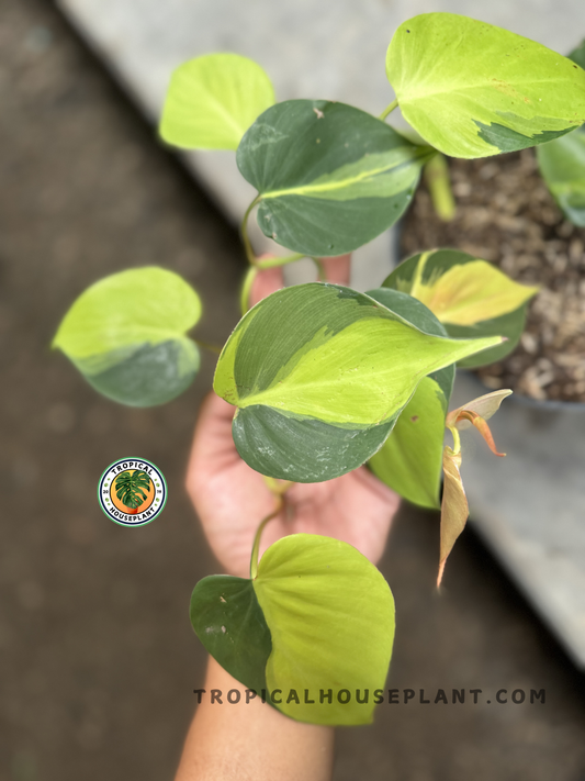 Hand holding a cascading Philodendron Brasil vine, displaying a lush spread of chartreuse and green foliage with symmetrical heart shapes.