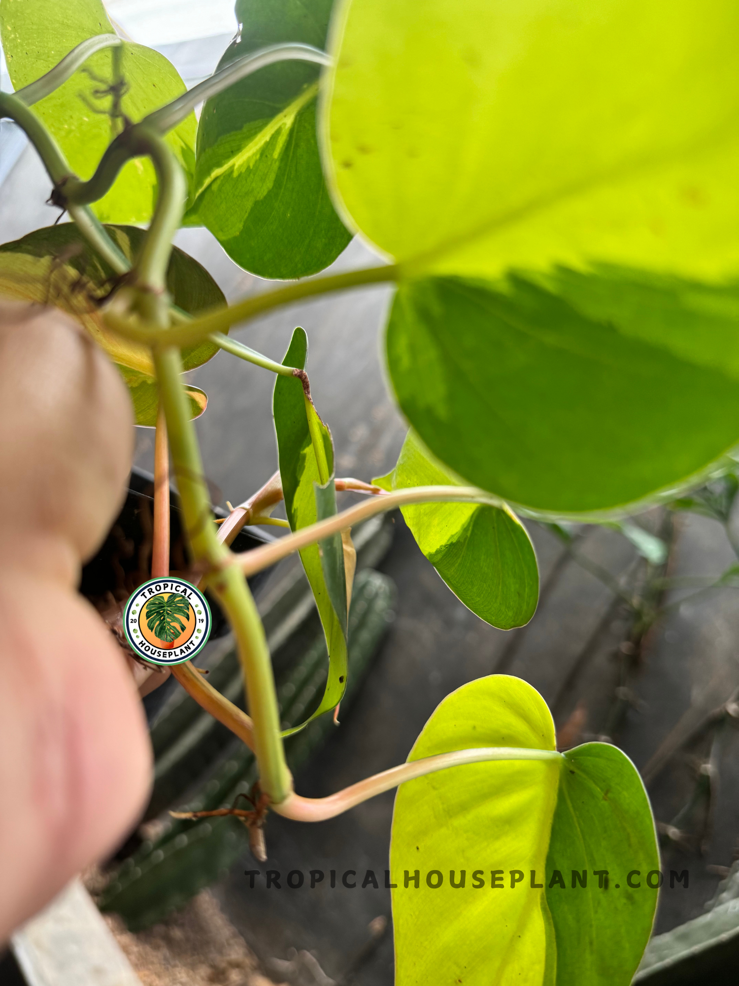 Close-up side angle of Philodendron Brasil vines, showing heart-shaped green and yellow leaves with climbing stems under natural light.