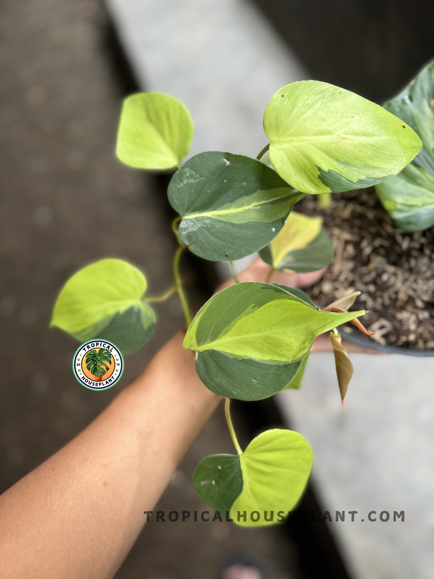 Top view of a potted Philodendron Brasil plant with several bright variegated leaves in lime and forest green shades.