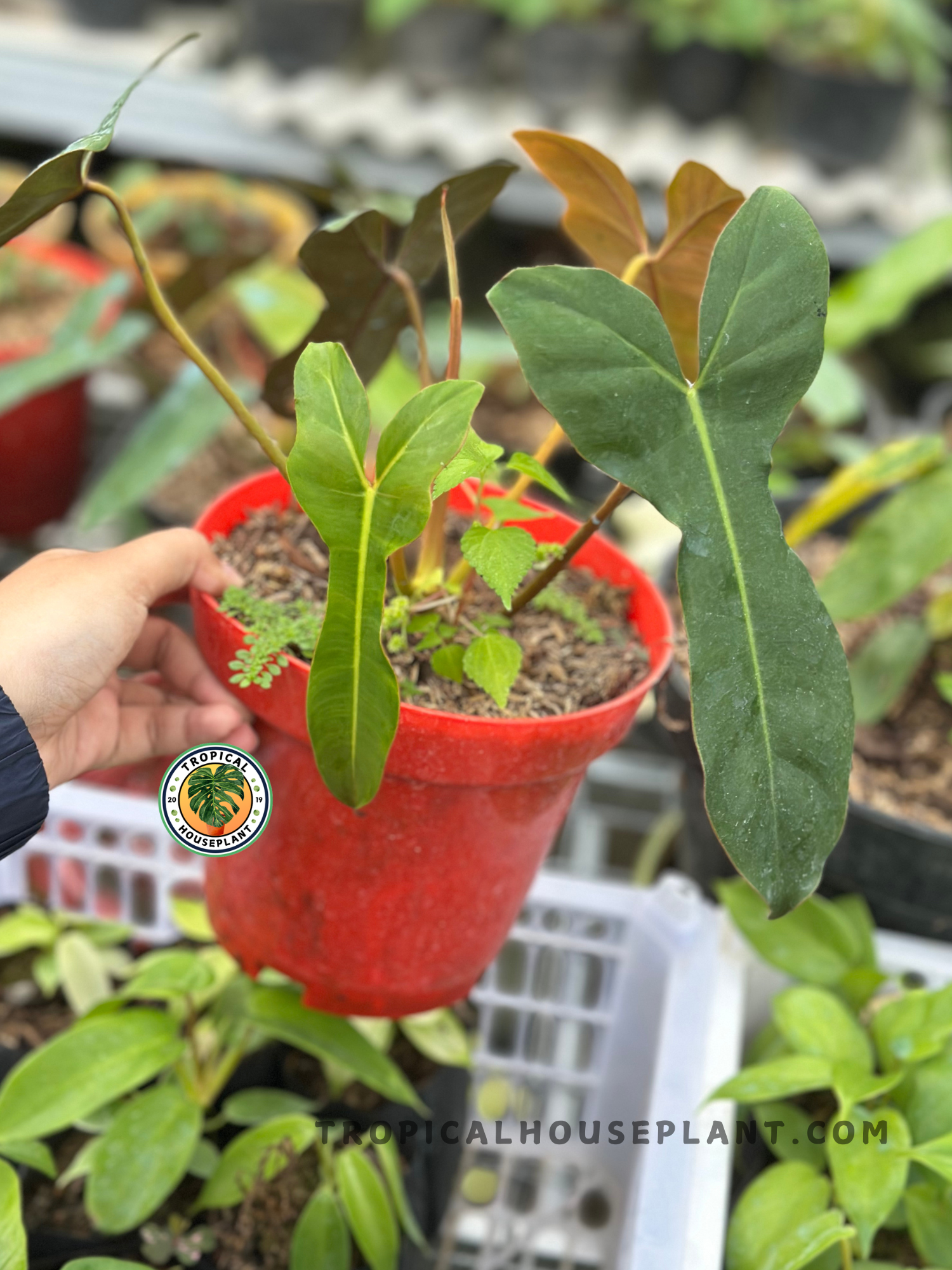 Young Philodendron Brown Beauty displaying long paddle-shaped green leaves with emerging copper-colored foliage and healthy upright growth.