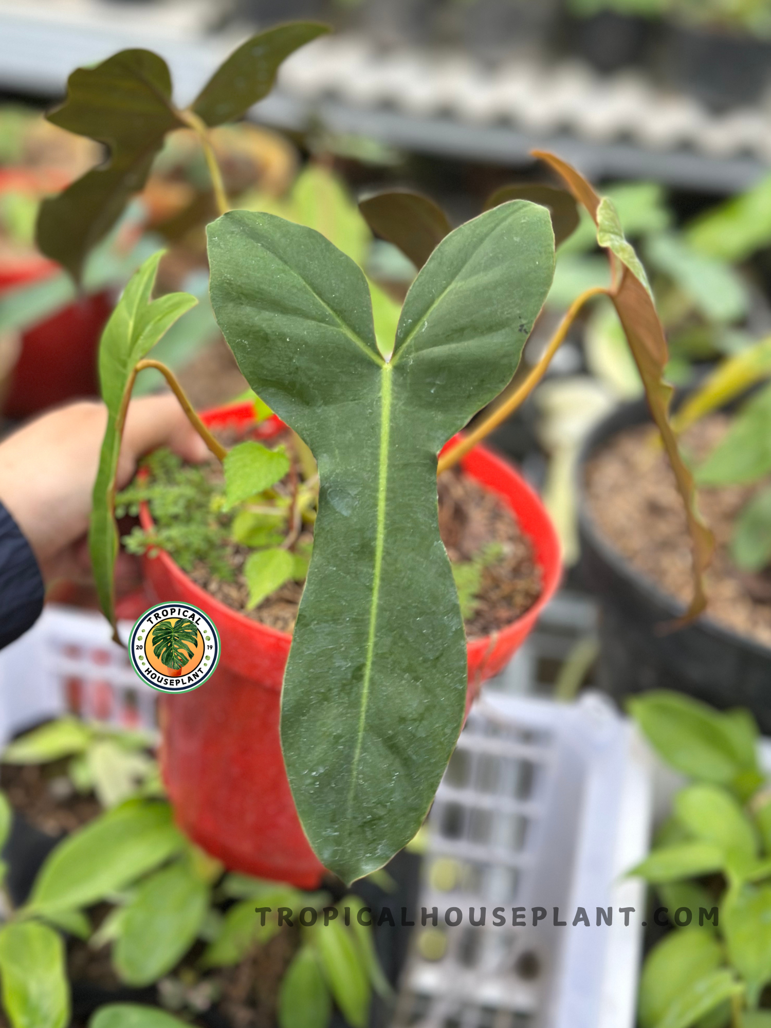 Healthy Philodendron Brown Beauty showcasing elegant elongated leaves, bronze emerging growth, and a vigorous tropical growth habit, ideal for indoor plant collections.