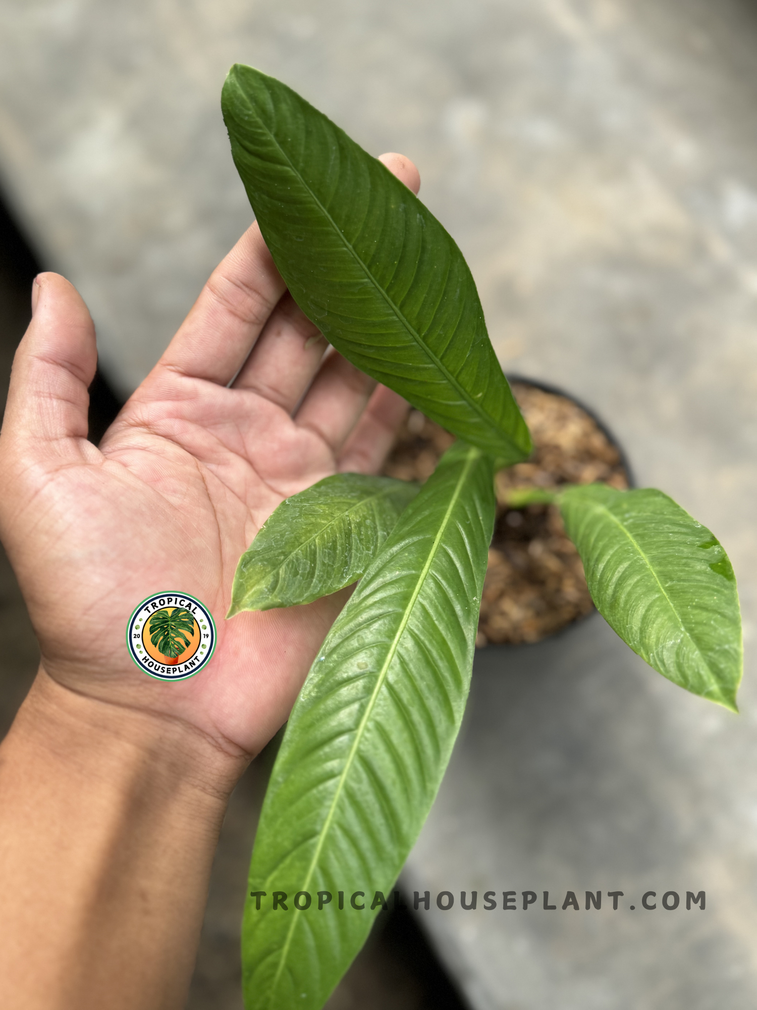 philodendron lynette plant Philodendron Campii Lynette – Tropical Houseplant
