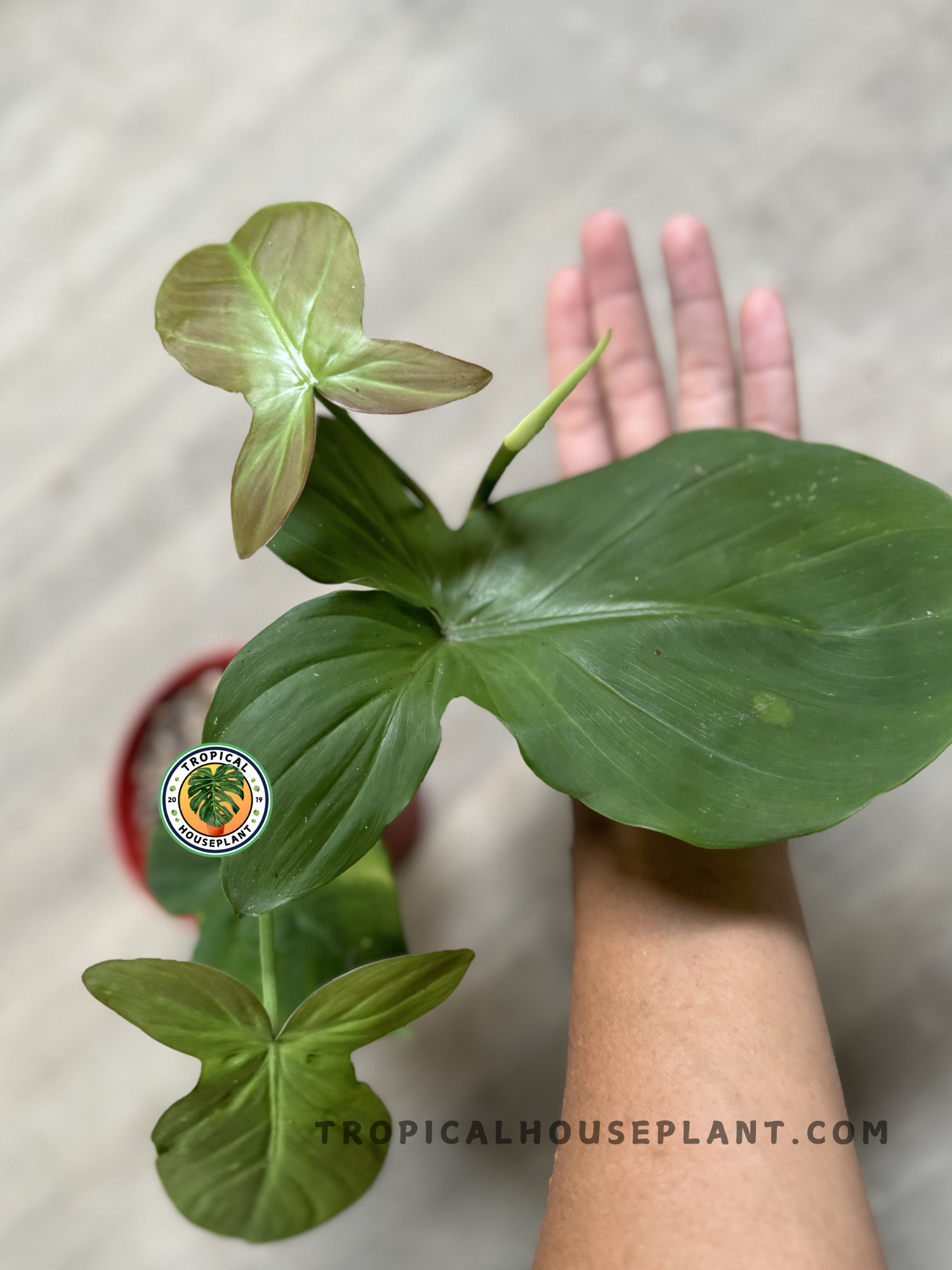 philodendron colors Philodendron Camposportoanum – Tropical Houseplant