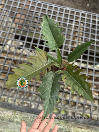 Philodendron Caramel Green