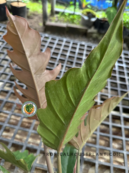 Philodendron Caramel Green