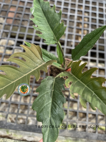 Philodendron Caramel Green