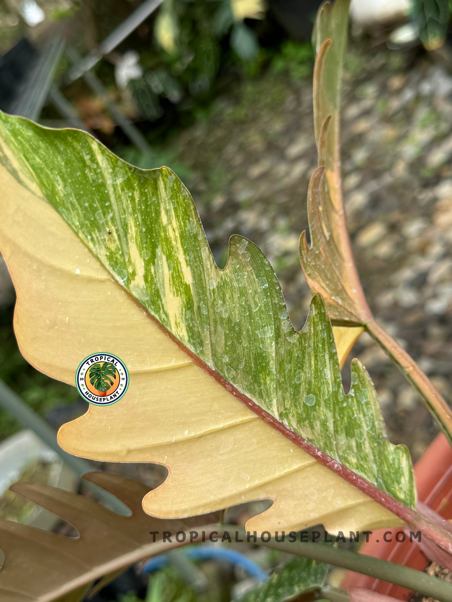 caramel marble philodendron price philippines Philodendron Caramel Marble Variegated – Tropical Houseplant
