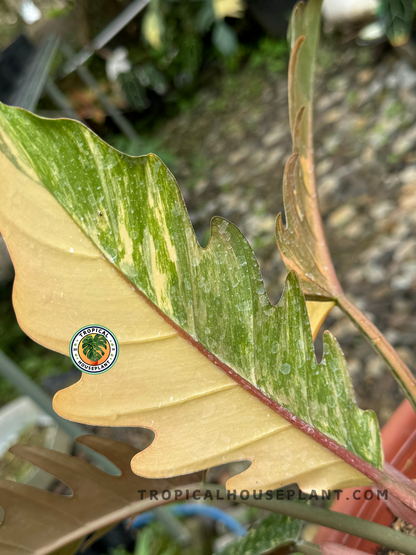 Back view of tropical Philodendron Caramel Marble Variegated highlighting its warm-toned marbled patterns.