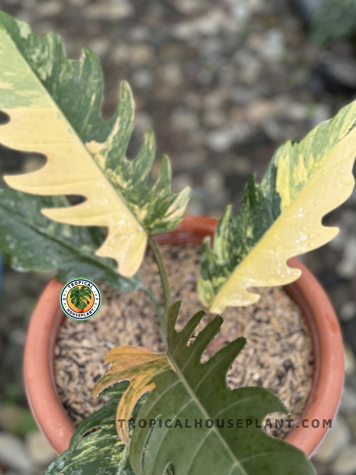 Close-up of Philodendron Caramel Marble Variegated with its glossy, multicolored foliage.