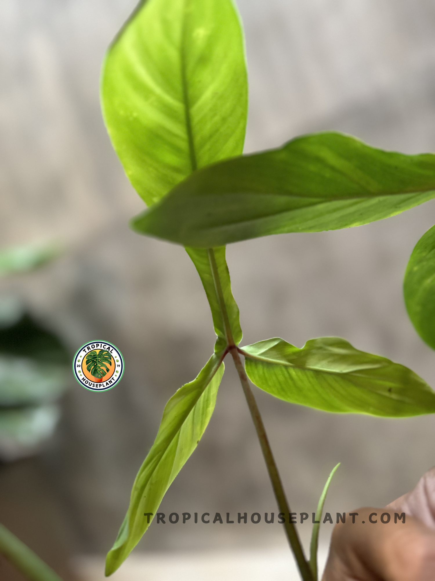 Close-up of new growth on Philodendron Code 69686, with soft, light green foliage and subtle red petiole detail.