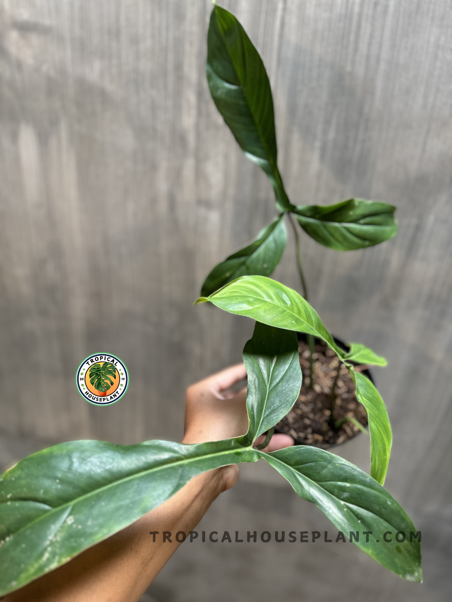 Potted Philodendron Code 69686 held in hand, showing its narrow, elongated leaves with deep green sheen and upright growth.