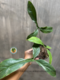 Potted Philodendron Code 69686 held in hand, showing its narrow, elongated leaves with deep green sheen and upright growth.