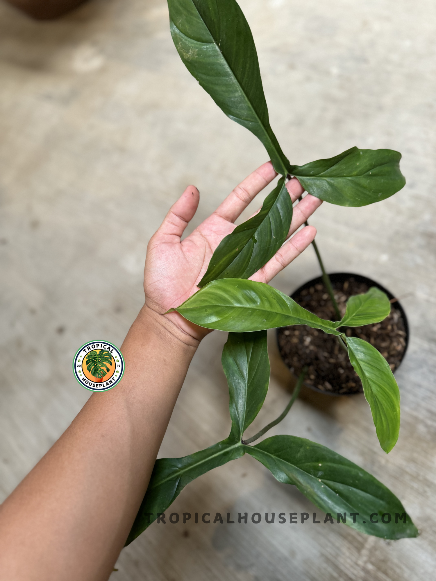 Top-down view of Philodendron Code 69686 plant, highlighting its leaf arrangement and symmetrical, vertical growth.